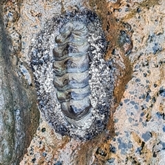 Unidentified Chiton at Bilingurr, WA - 24 Sep 2024 by Mike