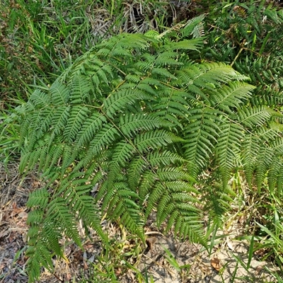 Pteridium esculentum (Bracken) at Moreton Island, QLD - 25 Sep 2024 by trevorpreston