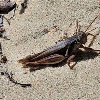 Unidentified Grasshopper (several families) at Moreton Island, QLD - 24 Sep 2024 by trevorpreston