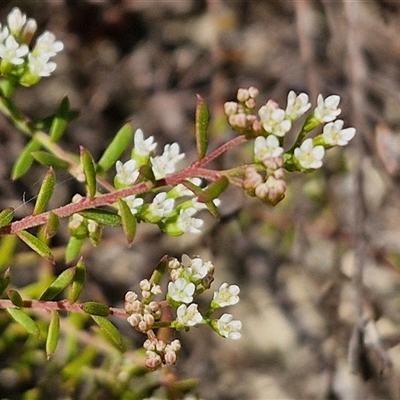 Platysace ericoides at Moreton Island, QLD - 25 Sep 2024 by trevorpreston