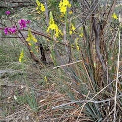 Bulbine glauca (Rock Lily) at Kambah, ACT - 25 Sep 2024 by LPadg