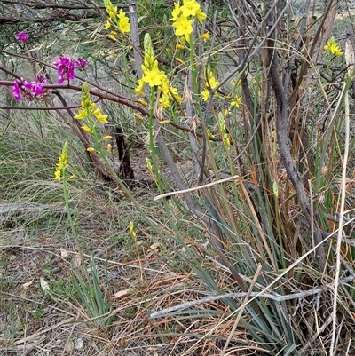 Bulbine glauca (Rock Lily) at Kambah, ACT - 25 Sep 2024 by LPadg