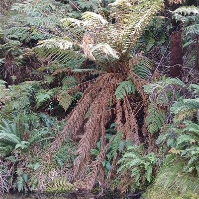 Dicksonia antarctica (Soft Treefern) at Tantawangalo, NSW - 20 Sep 2024 by plants