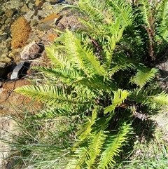 Blechnum nudum (Fishbone Water Fern) at Tantawangalo, NSW - 20 Sep 2024 by plants