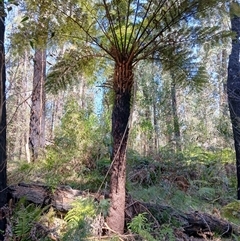 Cyathea australis subsp. australis (Rough Tree Fern) at Tantawangalo, NSW - 20 Sep 2024 by plants