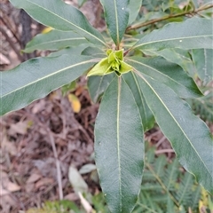 Pittosporum undulatum at Kambah, ACT - 25 Sep 2024