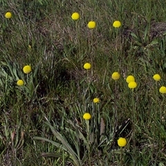 Craspedia paludicola (swamp biilly buttons) at Mount Eliza, VIC - 13 Sep 1997 by JasonPStewartNMsnc2016