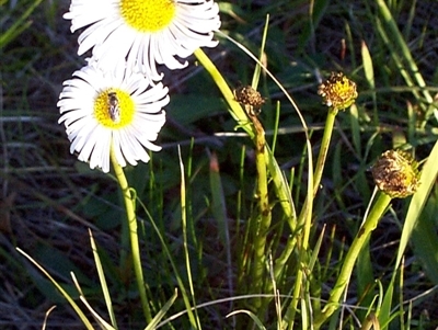 Allittia cardiocarpa (swamp daisy) at Mornington, VIC - 13 Sep 1997 by JasonPStewartNMsnc2016