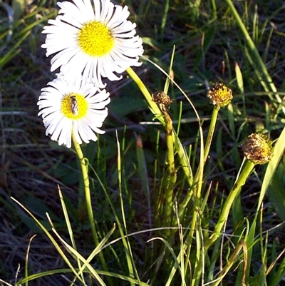 Allittia cardiocarpa (swamp daisy) at Mornington, VIC - 13 Sep 1997 by JasonPStewartNMsnc2016