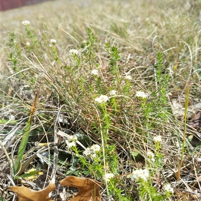 Asperula conferta (Common Woodruff) at Florey, ACT - 25 Sep 2024 by rbannister