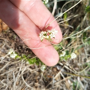 Asperula conferta at Florey, ACT - 25 Sep 2024