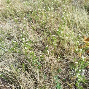 Asperula conferta at Florey, ACT - 25 Sep 2024