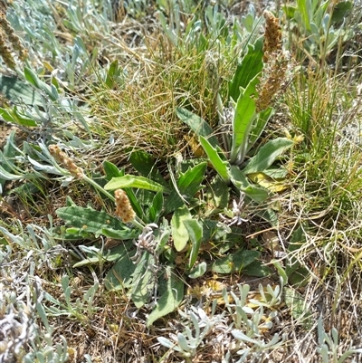 Plantago varia (Native Plaintain) at Florey, ACT - 25 Sep 2024 by rbannister