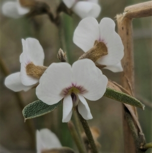 Hovea heterophylla at Captains Flat, NSW - 25 Sep 2024