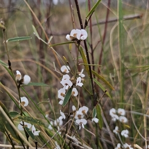 Hovea heterophylla at Captains Flat, NSW - 25 Sep 2024