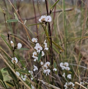 Hovea heterophylla at Captains Flat, NSW - 25 Sep 2024