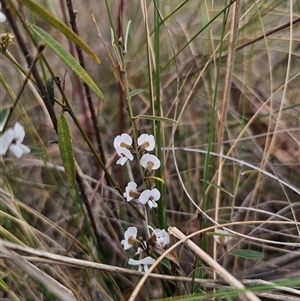 Hovea heterophylla at Captains Flat, NSW - 25 Sep 2024