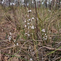 Hovea heterophylla at Captains Flat, NSW - 25 Sep 2024