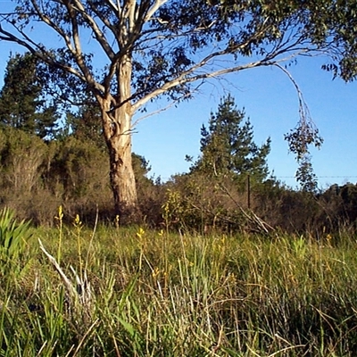 Bulbine bulbosa (Golden Lily, Bulbine Lily) at Mornington, VIC - 13 Sep 1997 by JasonPStewartNMsnc2016