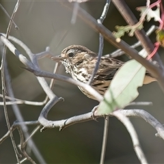 Pyrrholaemus sagittatus (Speckled Warbler) at Denman Prospect, ACT - 24 Sep 2024 by Kenp12