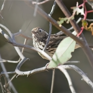 Pyrrholaemus sagittatus at Denman Prospect, ACT - 24 Sep 2024 09:48 AM