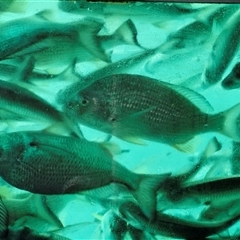 Unidentified Marine Fish Uncategorised at Moreton Island, QLD - 25 Sep 2024 by trevorpreston