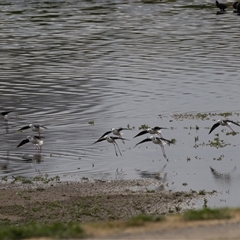 Himantopus leucocephalus (Pied Stilt) at Fyshwick, ACT - 25 Sep 2024 by rawshorty