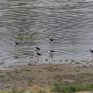 Himantopus leucocephalus at Fyshwick, ACT - 25 Sep 2024