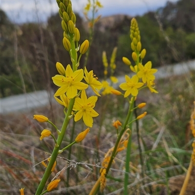 Bulbine glauca (Rock Lily) at Kambah, ACT - 24 Sep 2024 by BethanyDunne