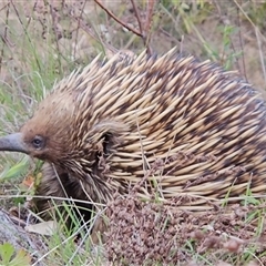 Tachyglossus aculeatus (Short-beaked Echidna) at Kambah, ACT - 25 Sep 2024 by BethanyDunne