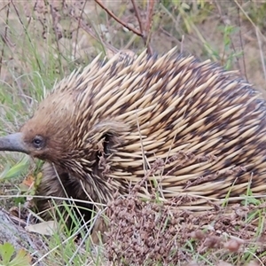 Tachyglossus aculeatus at Kambah, ACT - 25 Sep 2024 09:58 AM