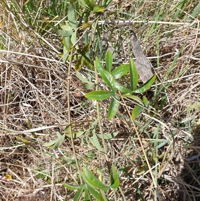 Passiflora caerulea (Blue Passionflower) at Bruce, ACT - 23 Sep 2024 by Jeanette