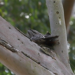 Podargus strigoides at Acton, ACT - 25 Sep 2024 11:26 AM