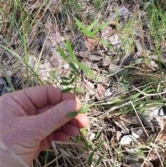 Vicia sativa (Common Vetch) at Bruce, ACT - 23 Sep 2024 by Jeanette