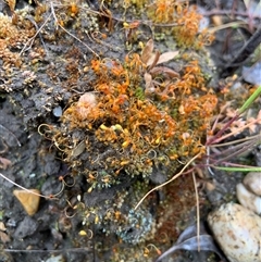 Funaria hygrometrica (Moss) at Mundarlo, NSW - 25 Sep 2024 by Tullymorgan1