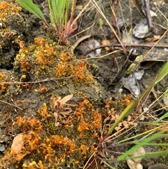 Funaria hygrometrica at Mundarlo, NSW - 25 Sep 2024