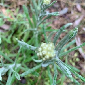 Pseudognaphalium luteoalbum at Mundarlo, NSW - 25 Sep 2024