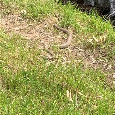 Pseudonaja textilis (Eastern Brown Snake) at Mundarlo, NSW - 24 Sep 2024 by Tullymorgan1