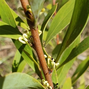 Hakea salicifolia at Bruce, ACT - 23 Sep 2024 11:51 AM