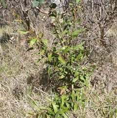 Hakea salicifolia at Bruce, ACT - 23 Sep 2024 11:51 AM