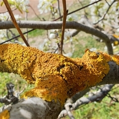 Xanthoria sp. at Weston, ACT - 23 Sep 2024 by Jeanette