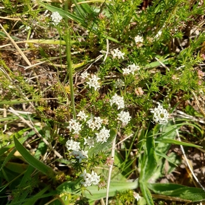 Asperula conferta (Common Woodruff) at Bruce, ACT - 23 Sep 2024 by Jeanette