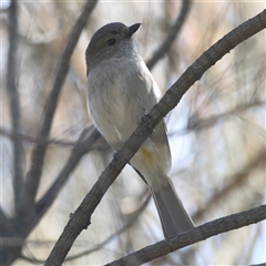 Pachycephala pectoralis (Golden Whistler) at Hackett, ACT - 23 Sep 2024 by MichaelWenke