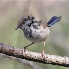 Malurus cyaneus (Superb Fairywren) at Watson, ACT - 23 Sep 2024 by MichaelWenke