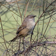 Sericornis frontalis (White-browed Scrubwren) at Watson, ACT - 23 Sep 2024 by MichaelWenke