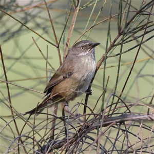 Sericornis frontalis at Watson, ACT - 23 Sep 2024