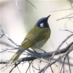 Nesoptilotis leucotis (White-eared Honeyeater) at Watson, ACT - 23 Sep 2024 by MichaelWenke