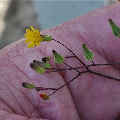 Youngia japonica (Oriental False Hawksbeard) at Moreton Island, QLD - 25 Sep 2024 by trevorpreston