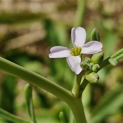 Cakile maritima (Sea Rocket) at Moreton Island, QLD - 25 Sep 2024 by trevorpreston