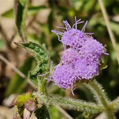 Ageratum houstonianum (Blue Billy Goat Weed) at Moreton Island, QLD - 25 Sep 2024 by trevorpreston